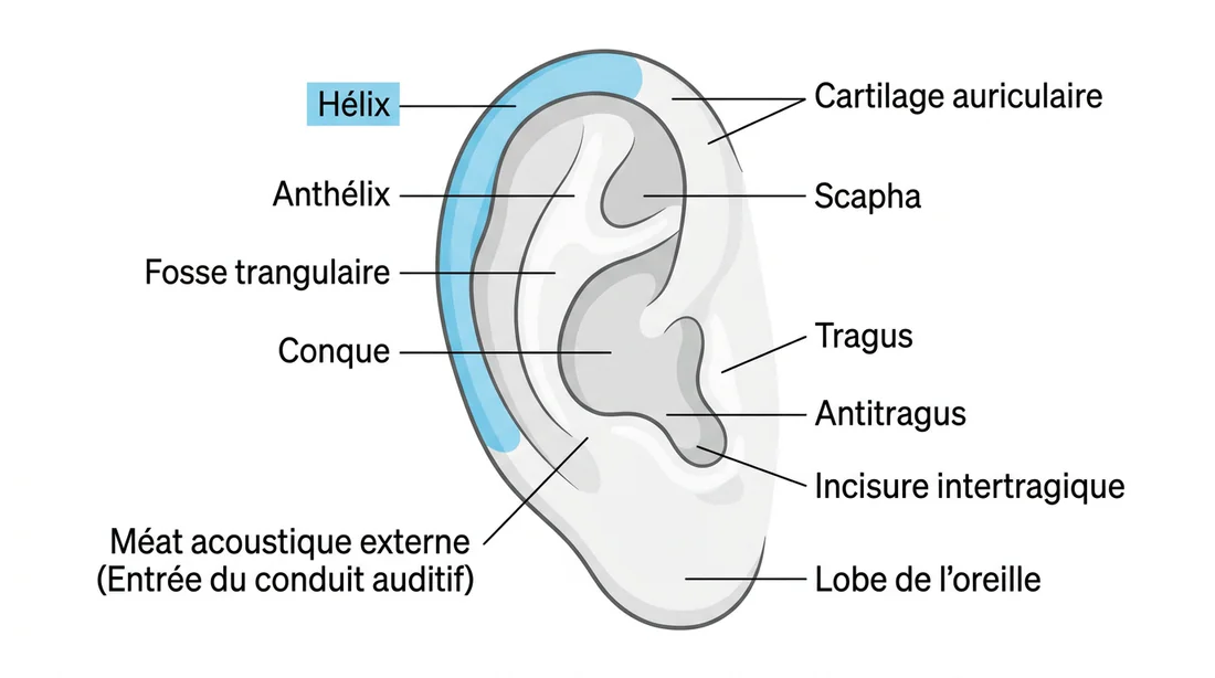 Schéma anatomique de l'oreille zone hélix