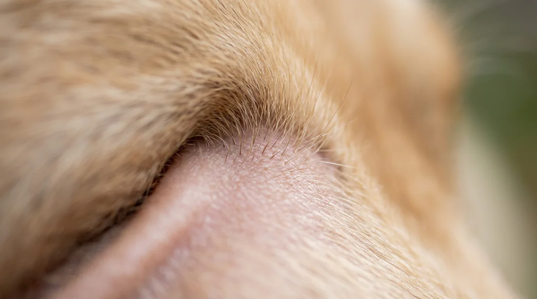 Gros plan sur la santé de la peau et du pelage