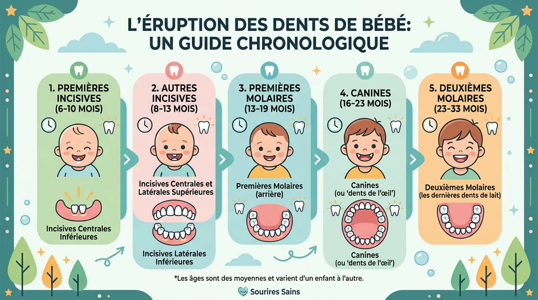 Schéma explicatif de la poussée dentaire